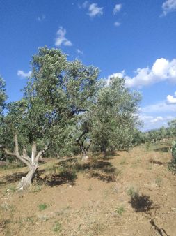 Paşaköy Satılık Zeytinlik