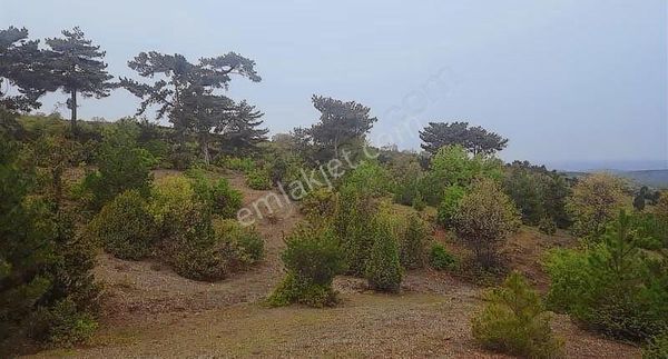 Kütahya Tavşanlı Yağmurlu Köyü Söğütçe Mevkii 4537 M2