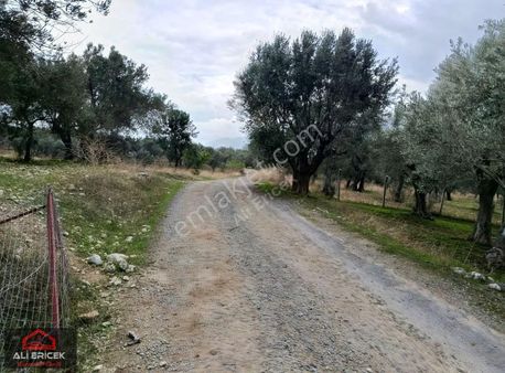 Ulucak Da Müstakil Parsel