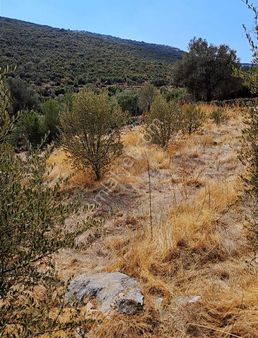 Mercan'dan Dodurga'da Ev Ve Arsası "tapuya İşli"