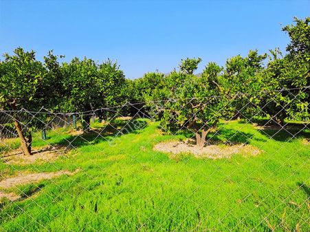 Gümüldür Merkezde 246 M2 Tarla