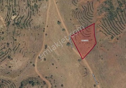 Sivas Hafik Karlı Köyünde 3137m2 Tek Tapu Tarla