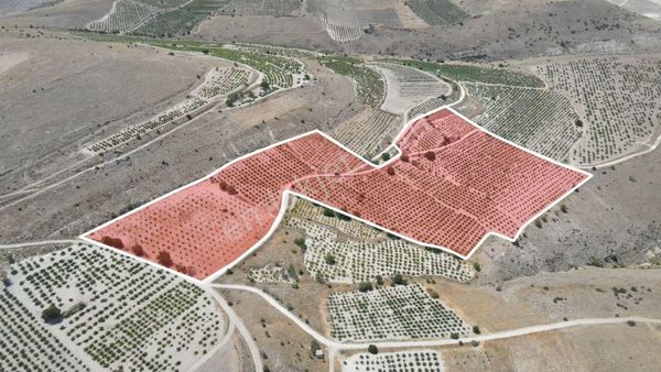 Ürgüp Ulaşlıda 40.000 M² Doğal Üzüm Bağı Ayrıcalıklı Yatırım