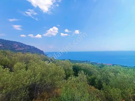 Ayvacık Sazlı 250 M2 Fulll Deniz Manzaralı Hobi Bahçesi