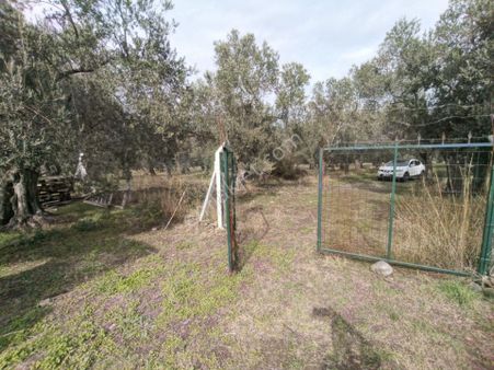 Golden Globy, Havran Mescit'de Satılık 1100 M2 Hobi Bahçesi Ve Zeytinlik