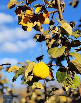 376 M2 Tek Tapu 20 Adet Ayva Ağacı Mevcut Bakımlı Bahçe