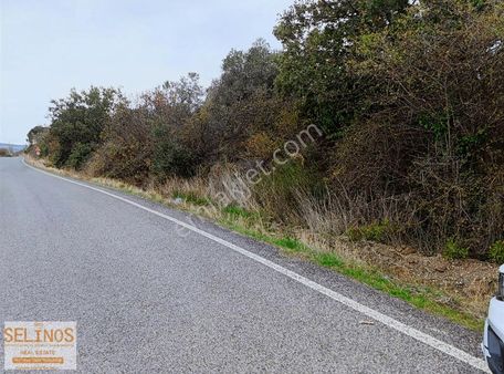 Dereköy Mahallesinde Asfalta Cepheli 20.400 M2 Zeytinli Tarla