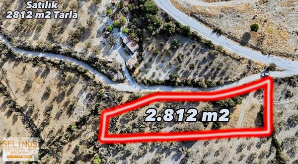 Bergamaya Yakın Zeytinli Tarla