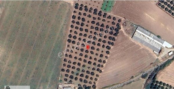 Arte'den Danişment De 150 Zeytin Ağaçlı 9.900 M2 Satılık Tarla