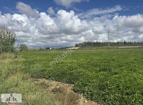 Bereket Kiralık 30 Dönüm Tarla