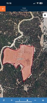 Karacasu Karacaören Mahallesi’nde Satılık 46 Dönüm Zeytin Bahçesi