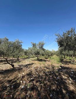 Muğla Menteşe Yeşilyurt Mah. Satılık 1.598 M2 Tarla