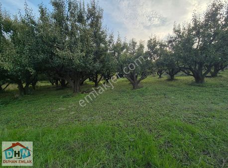 Duhan Emlak'tan Yalova Samanlı Mevkinde 11.862m2 Meyve Bahçesi