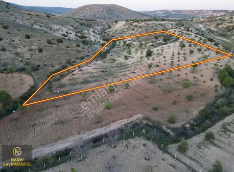 Şahinbey Güllüce Fıstık Zeytin Bahçesi Asfalta 250 Metre Mesafe