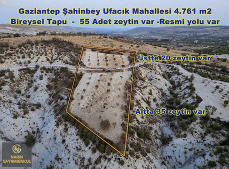 Şahinbey Ufacık Ta Orman Havası, Manzara, Zeytin, Resmi Yol