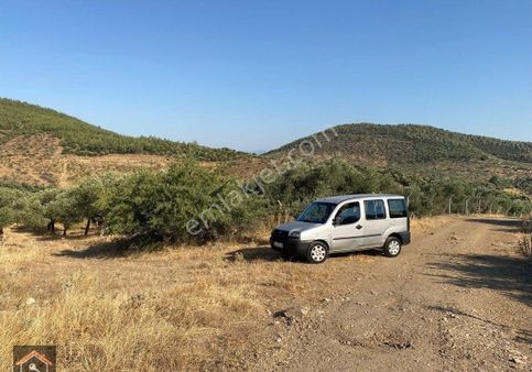 Günay Emlak'tan Torbalı Taşkeşik Mah Köy Civarı Tek Tapu Satılık Zeytinlik