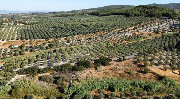 Saruhanlı Gözlet Mah. Satılık Verimli Zeytinlik