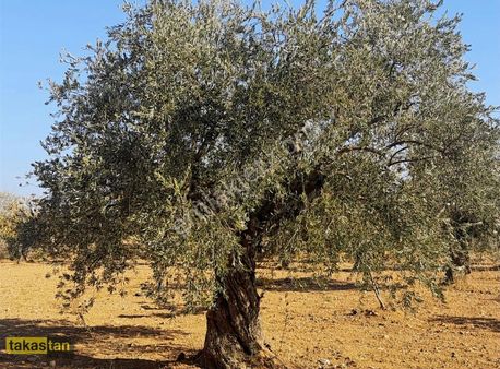 Yukarıarıl Tek Tapu Mahsüllü Fıstık Zeytin Resmi Yola Cepheli