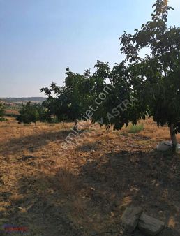 Manisa Kula Konurcada 15.934 M² Geniş Arazi Satılık Tarla!