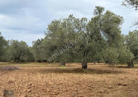 Kurallar Gayrimenkulden Sahil Tarafın Da Zeytinlik