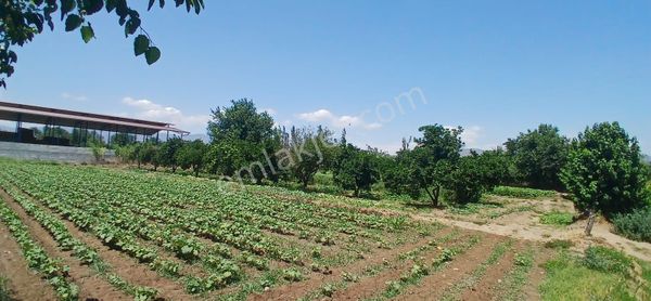 Aydın Nazilli Bereketli Mahallesinde Satılık Arsa