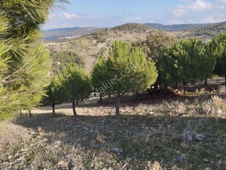 Havran Karaoğlanlar Mah. 8,300 M2 Kaymak Gibi Asfalt Cepheli Bakımlı Tarla