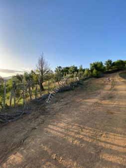 Havran Kocaseyit 7,904 M2 Yola Cepheli İçerisi Sıralı Dikim 300 Adet Gemlik Zeytinlik