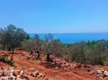 Ayvacık Sazlı 7 Dönüm Yola Cepheli Zeytinlik Full Deniz Manzaralı