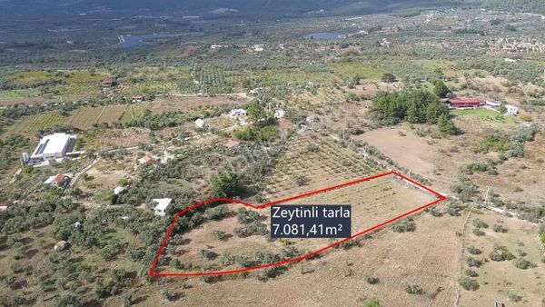 Kemalpaşa Gökyakada Doğayla İç İçe,erişimi Kolay Zeytinli Tarla