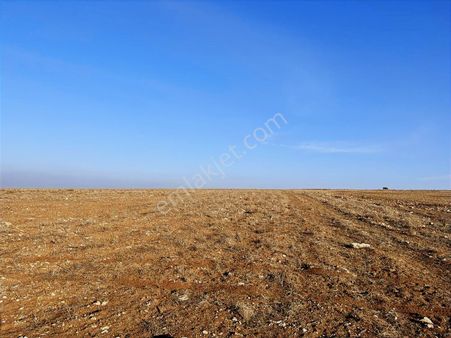 Başkan Emlaktan Satılık Seyitgazi İkiçeşme 54.550 M2 Tarla .