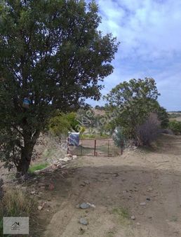 Eşme Güneyköy'de Satılık Meyve Ağaçlı Tarla