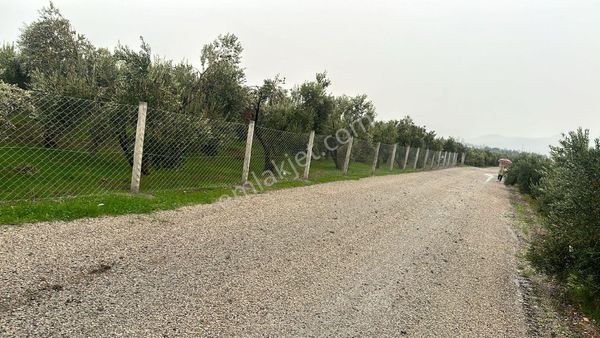 Satılık Zeytinlik
