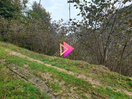 Satılık Piraziz Hasanşeyhde Uygun 5190m2 Fındık Bahçesi