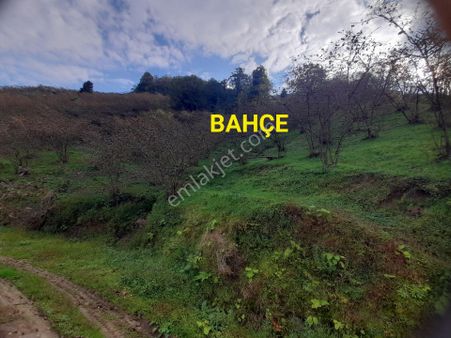 Satılık Piraziz Hasanşeyh De Uygun 2 Dönüm Fındık Bahçesi