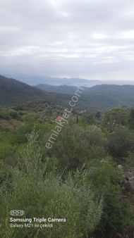 Gökçeovacıkta Deniz Manzaralı Zeytinlik