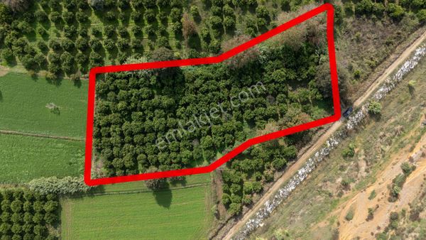 Arslanlı Cumhuriyet Mahallesinde Satılık 4 Dönüm Portakal Bahçesi