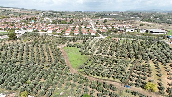 İzmir Yeni Bulgurcada Satılık 1.050 M2 İmarın Dibinde Tapulu Zeytinlik