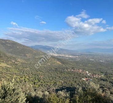 İzmir Bayındır En Yakın Köyü Karahalli Uygun Fiyatlı Zeytinlik