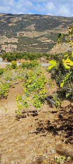 İzmir 250 M2 Ev Yapılabilir Yola Cephe Dev Tarla