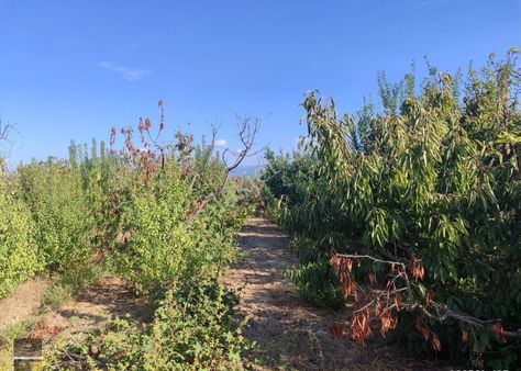 Kaya Emlak'tan Kemalpaşa Örnekköy Mahallesinde Ovada Acil Satılık 3,700m2 Bahçe