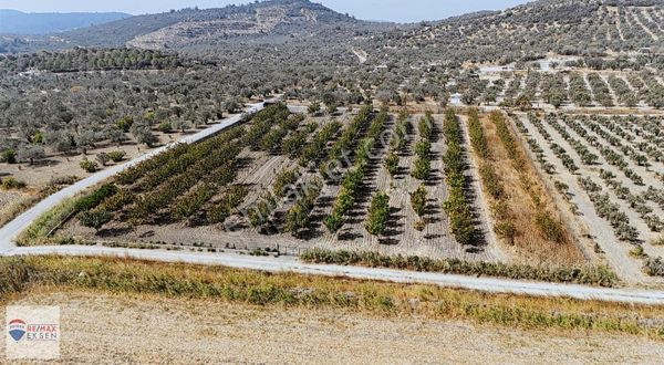 İzmir Aliağa Satılık Kadastral Yolu Olan 15.404 M2 Tarla