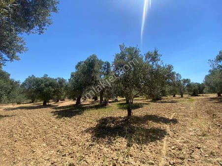 🟥🟥aktif'ten Burhaniye Şarköy'de 1140m2 Yatırıma Uygun Satılık Zeytinlik🟥🟥