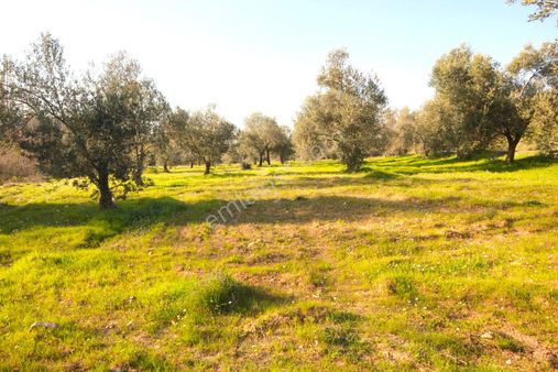 🔴🔴aktiften Burhaniye Kırtıkta Doğa Manzaralı 75 Adet Zeytin Ağacı 8465 M² Satılık Zeytinlik 🔴🔴