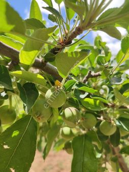 Polatlı Hacıtuğrul'da Satılık Müstakil Konut Arsası