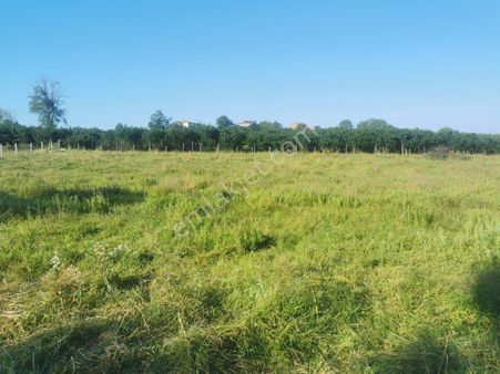 Köy Yakını Güzel Tarla