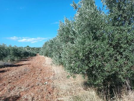 Aydın / Karacasu – Geyre Mahallesi Satılık 43 Dekar Zeytinlik