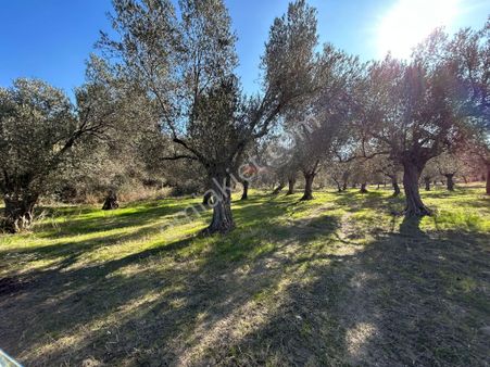 Golden Globy, Edremit Altınoluk'da Şahindere Kanyonu Yakınında Satılık 29 Dönüm Zeytinlik