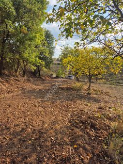 İnegöl Çitlide Asfalta Cephe 2.744 M2 Bahçe