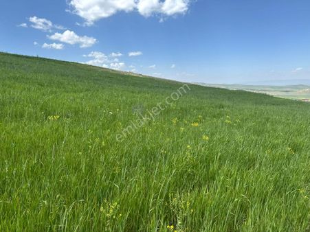 Erzurum Horasan'da Satılık Arazi