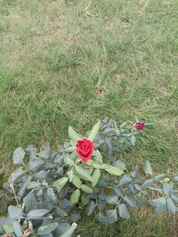 Sertaç Gayrımenkülden Atatürk Mah Satılık 3 Cepheli Arsa